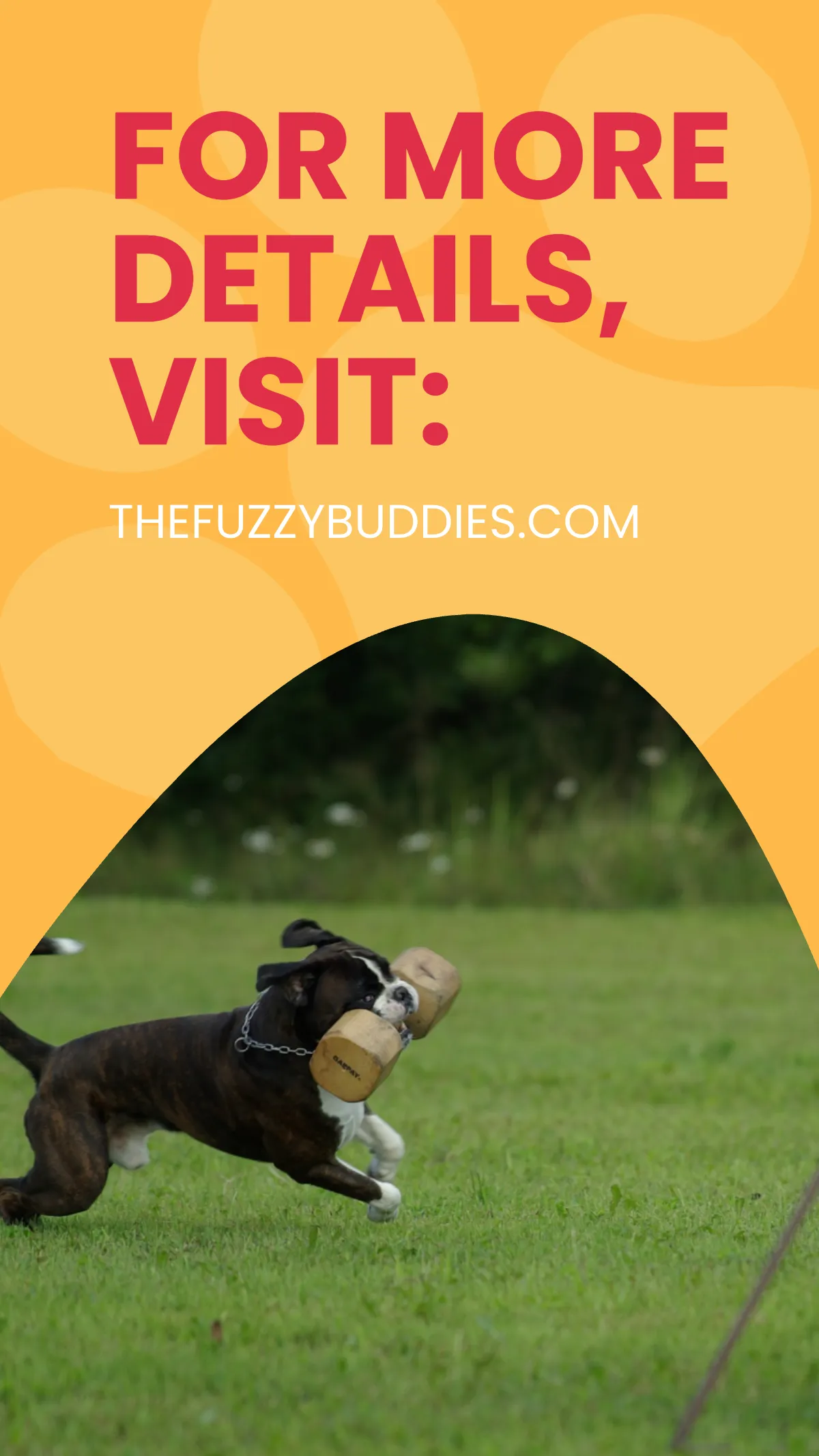 Free Pet Training Ad Instagram Story Template to Edit Online