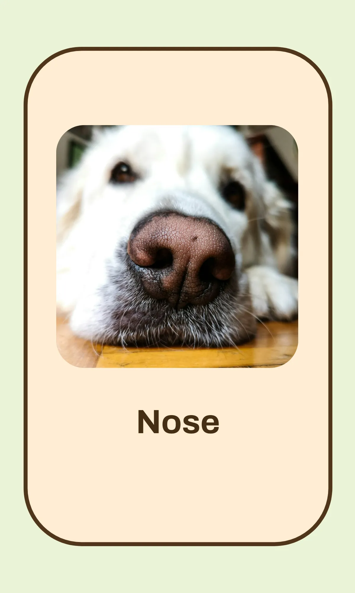 Free Alphabet Flashcards Template to Edit Online