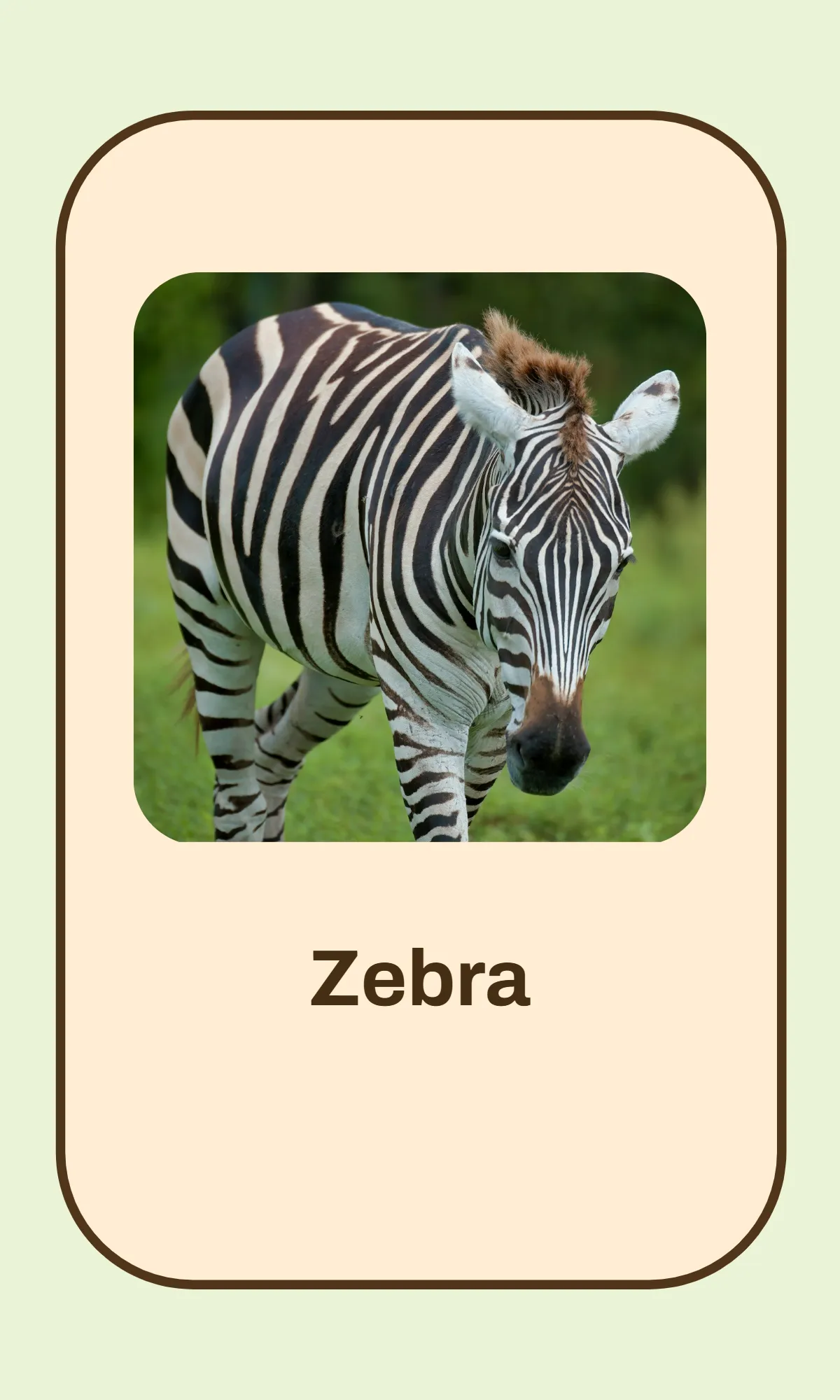 Free Alphabet Flashcards Template to Edit Online