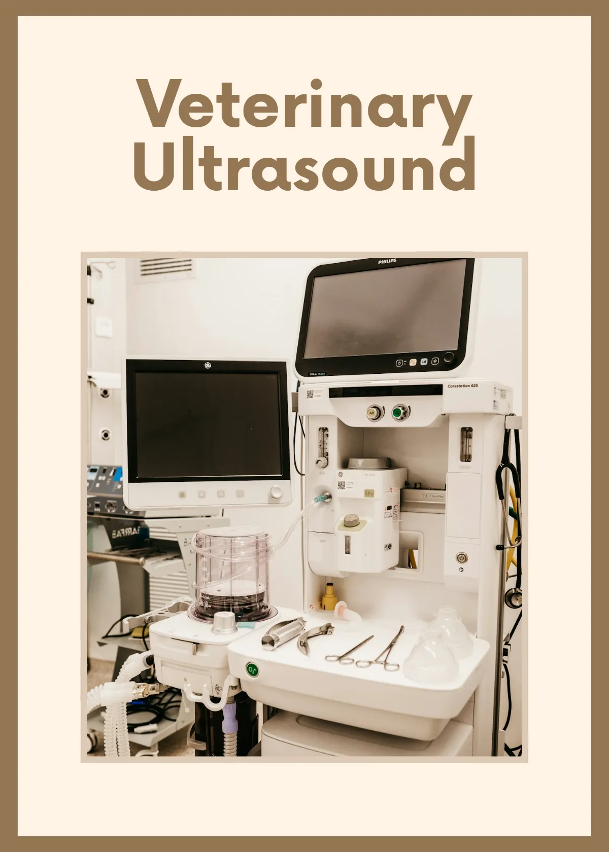 Free Veterinary Flashcards Template to Edit Online