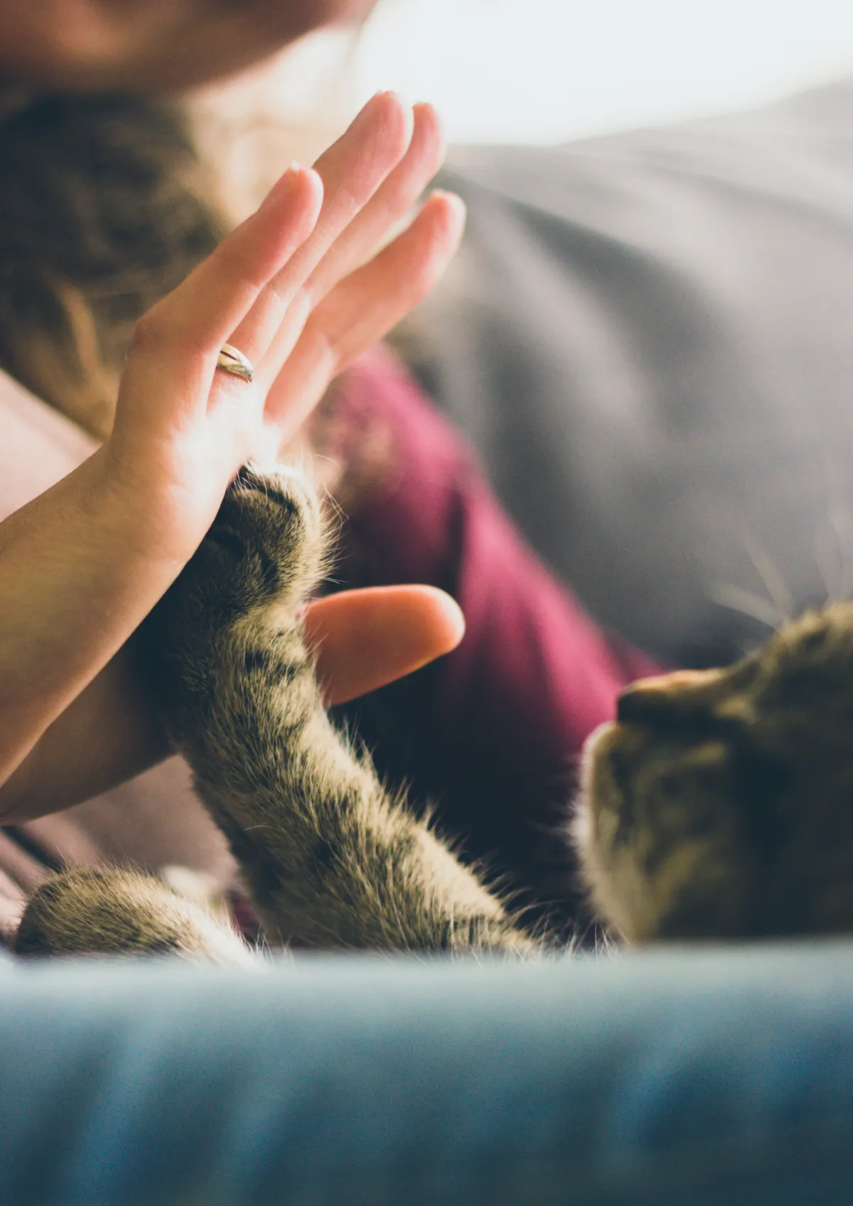 Free Pet Memorial Photo Magnet Template to Edit Online