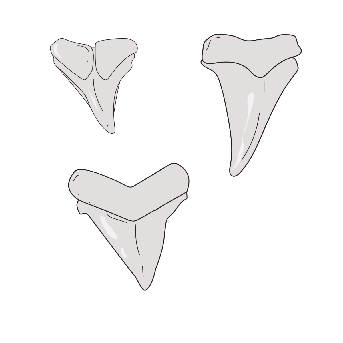 Shark Teeth Vector Template
