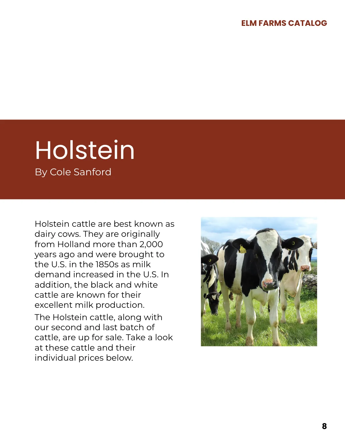 Free Bull Sale Catalog Template to Edit Online