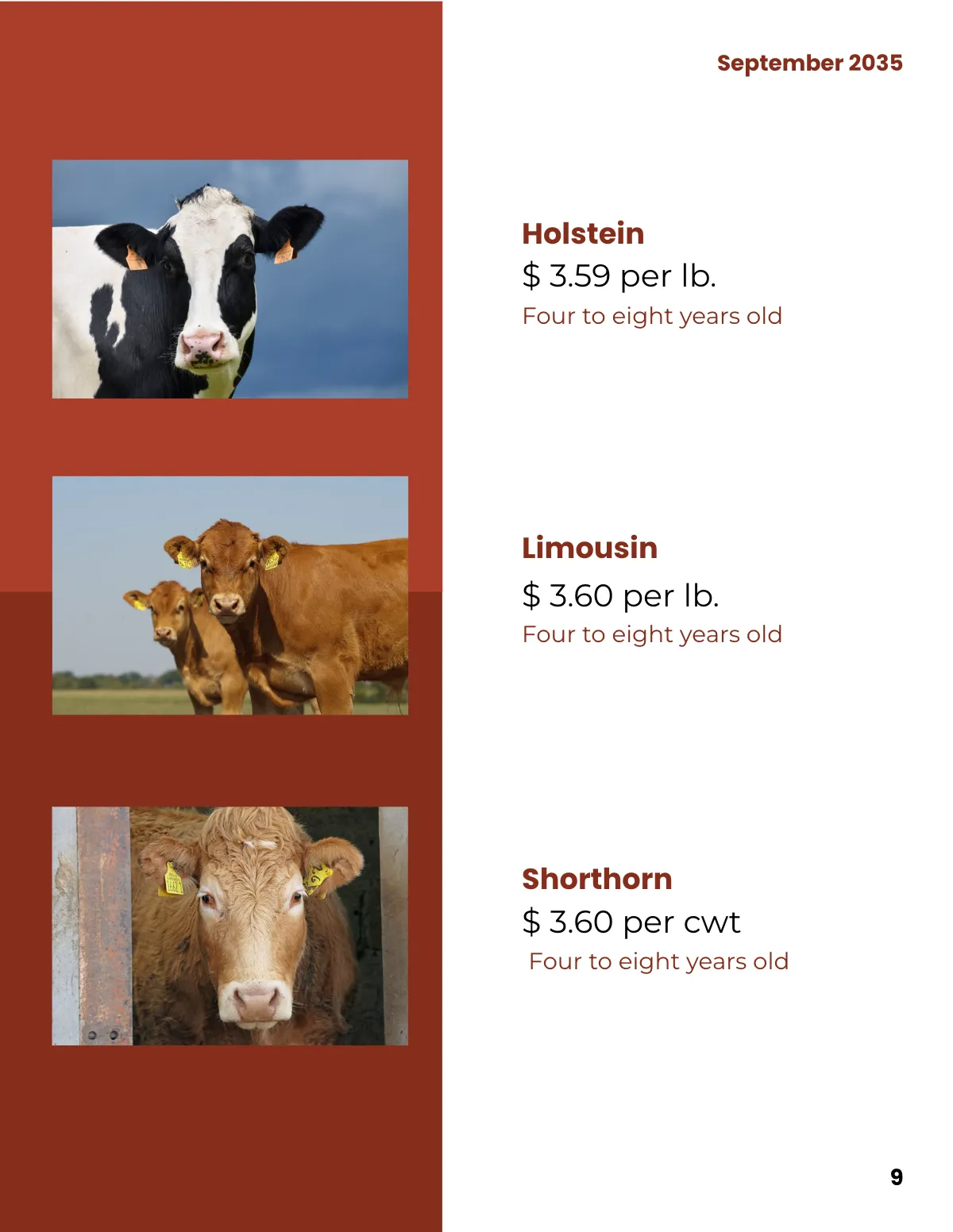 Free Bull Sale Catalog Template to Edit Online