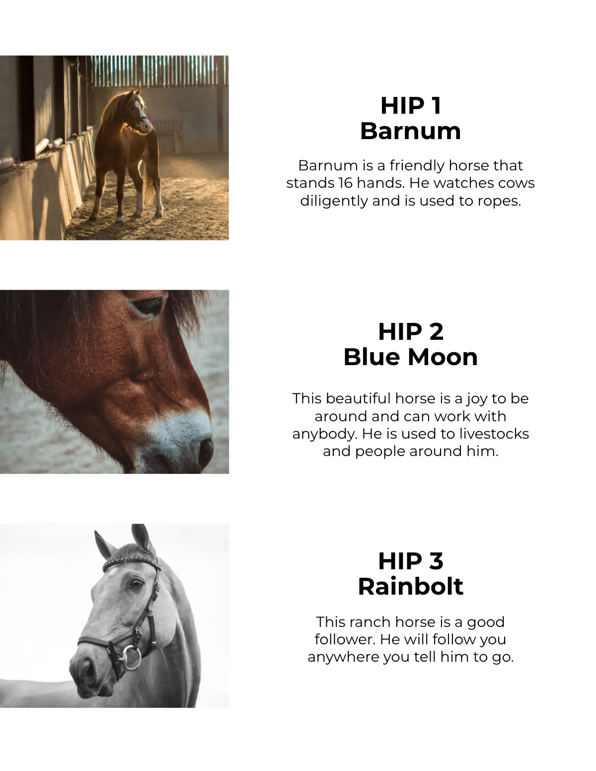 Free Horse Sale Catalog Template to Edit Online