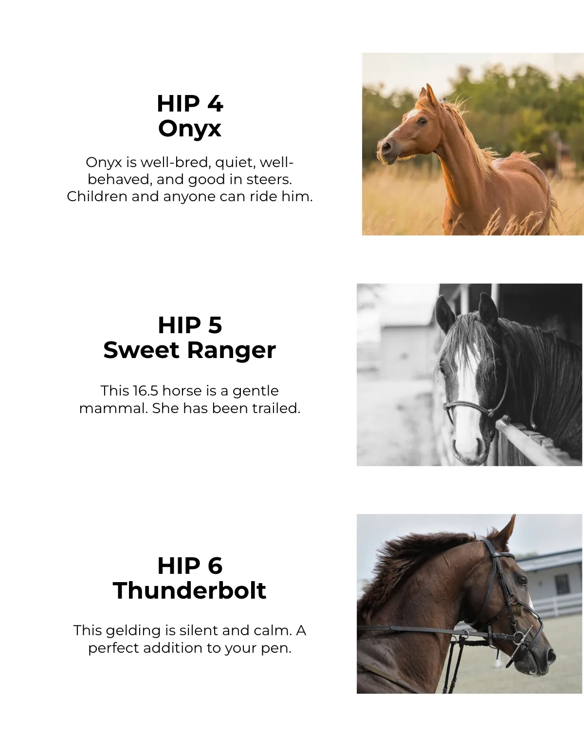 Free Horse Sale Catalog Template to Edit Online