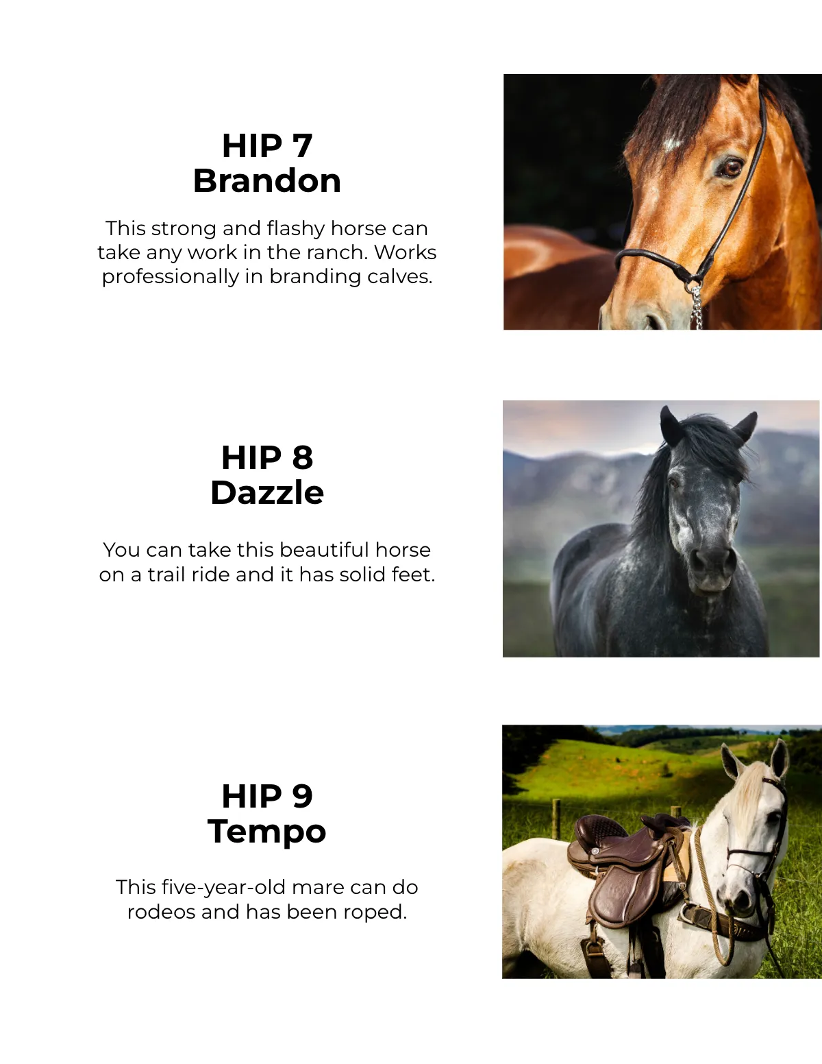 Free Horse Sale Catalog Template to Edit Online