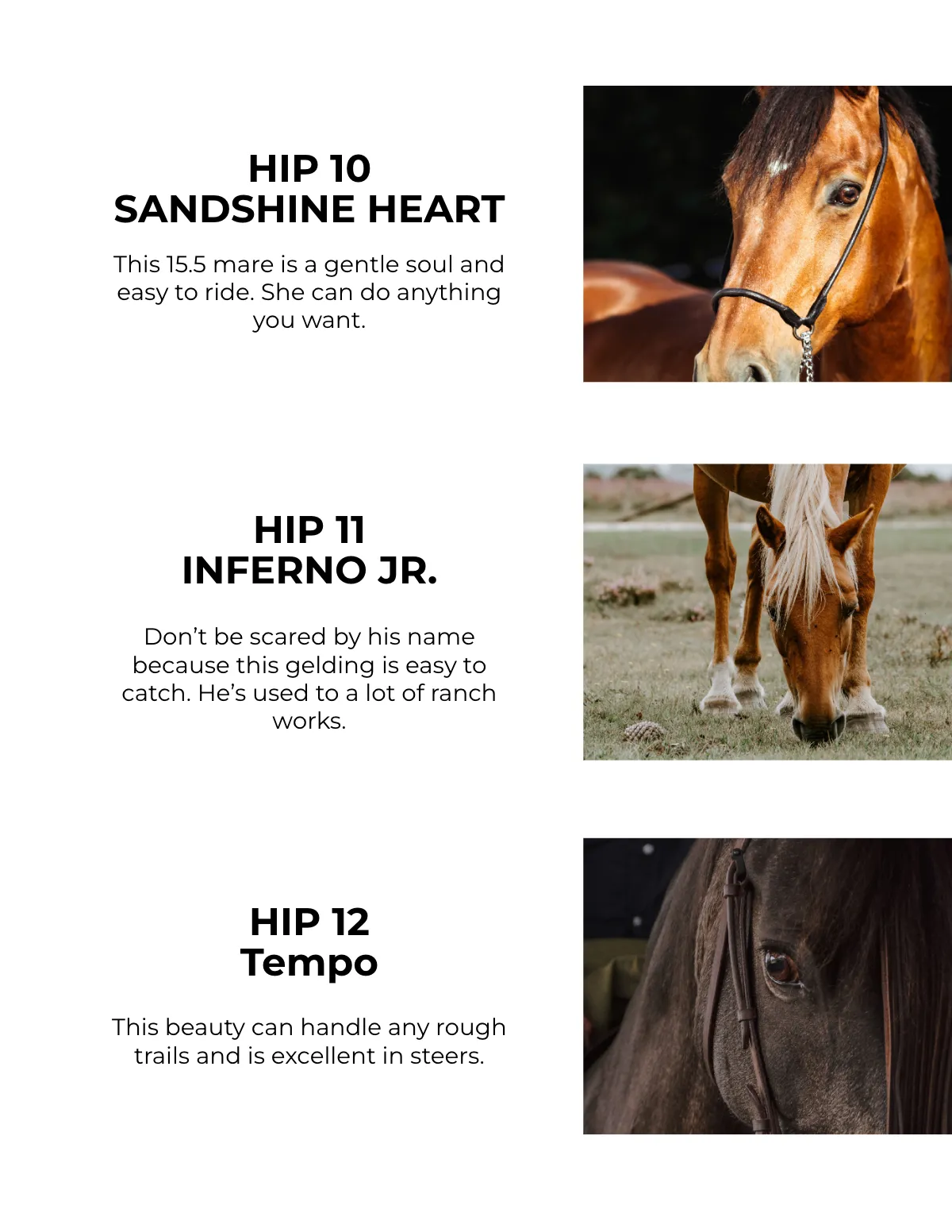 Free Horse Sale Catalog Template to Edit Online