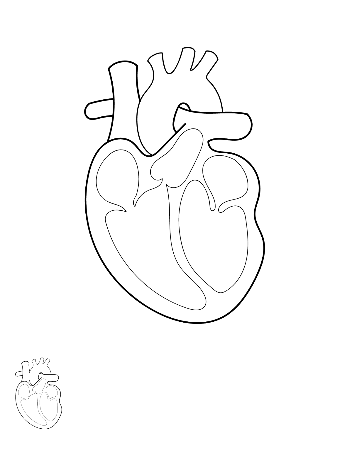Anatomical Heart Coloring Page Template