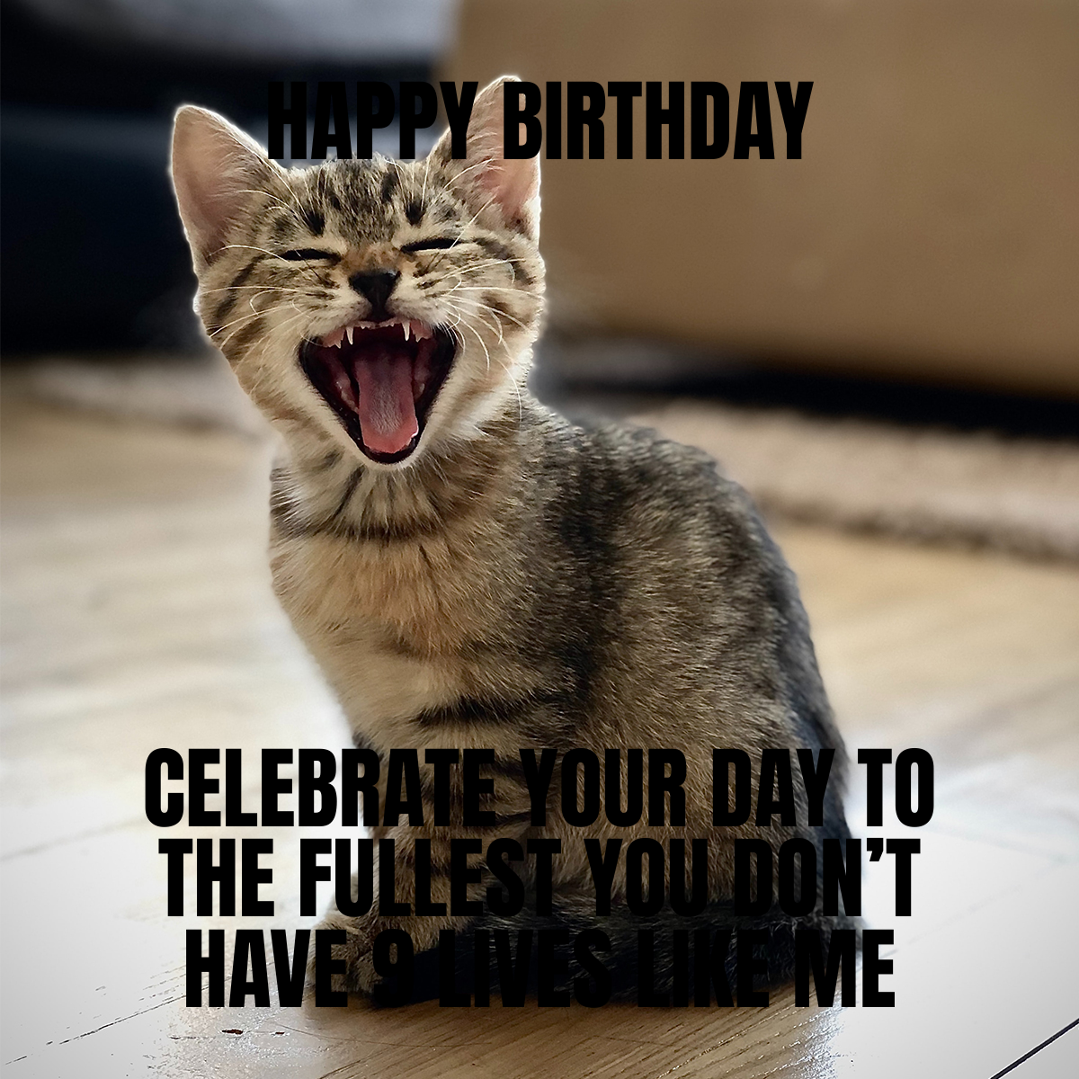 Free Happy Birthday Cat Meme Template