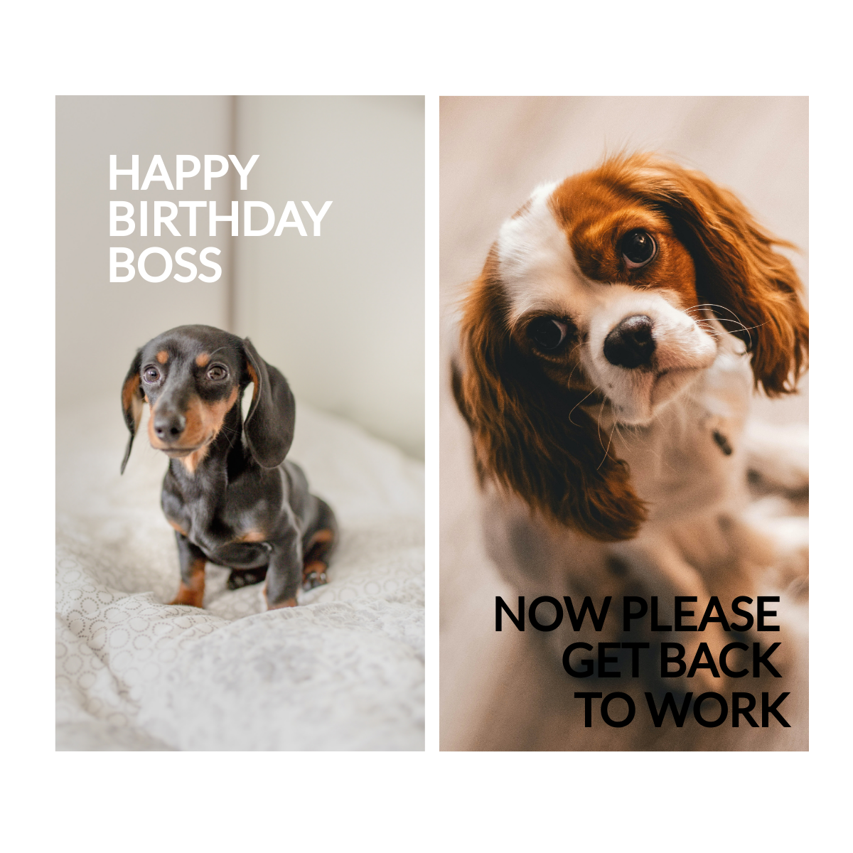 Free Happy Birthday Boss Meme
