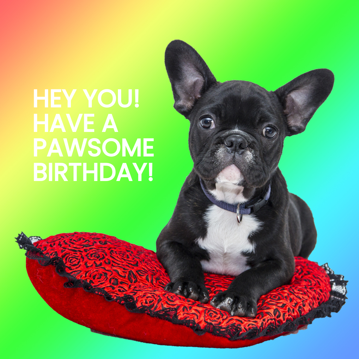 Free Dog Happy Birthday Meme