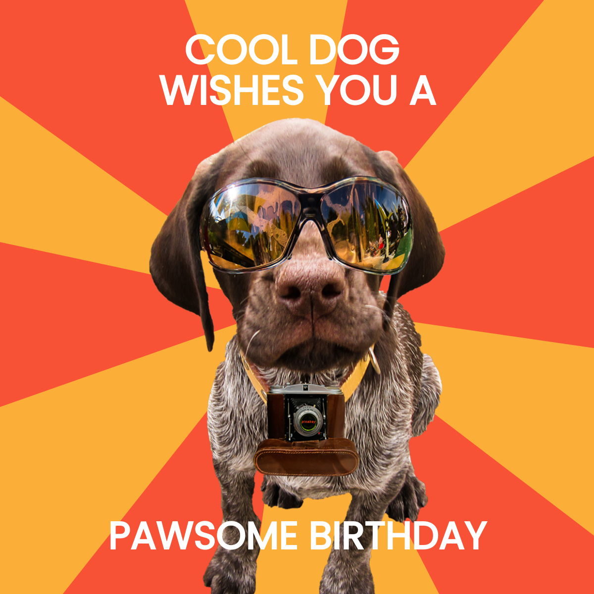 Free Animal Happy Birthday Meme