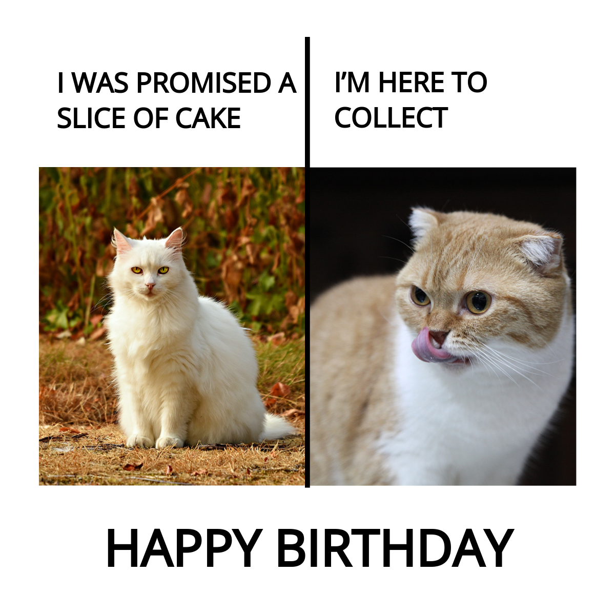 Free Funny Happy Birthday Cat Meme