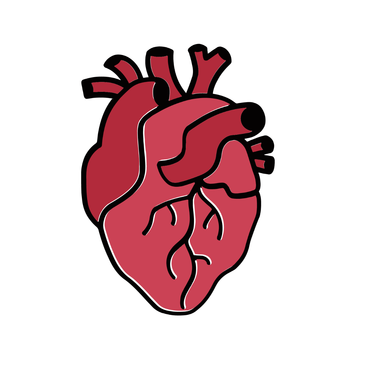 Real Human Heart Clipart Template