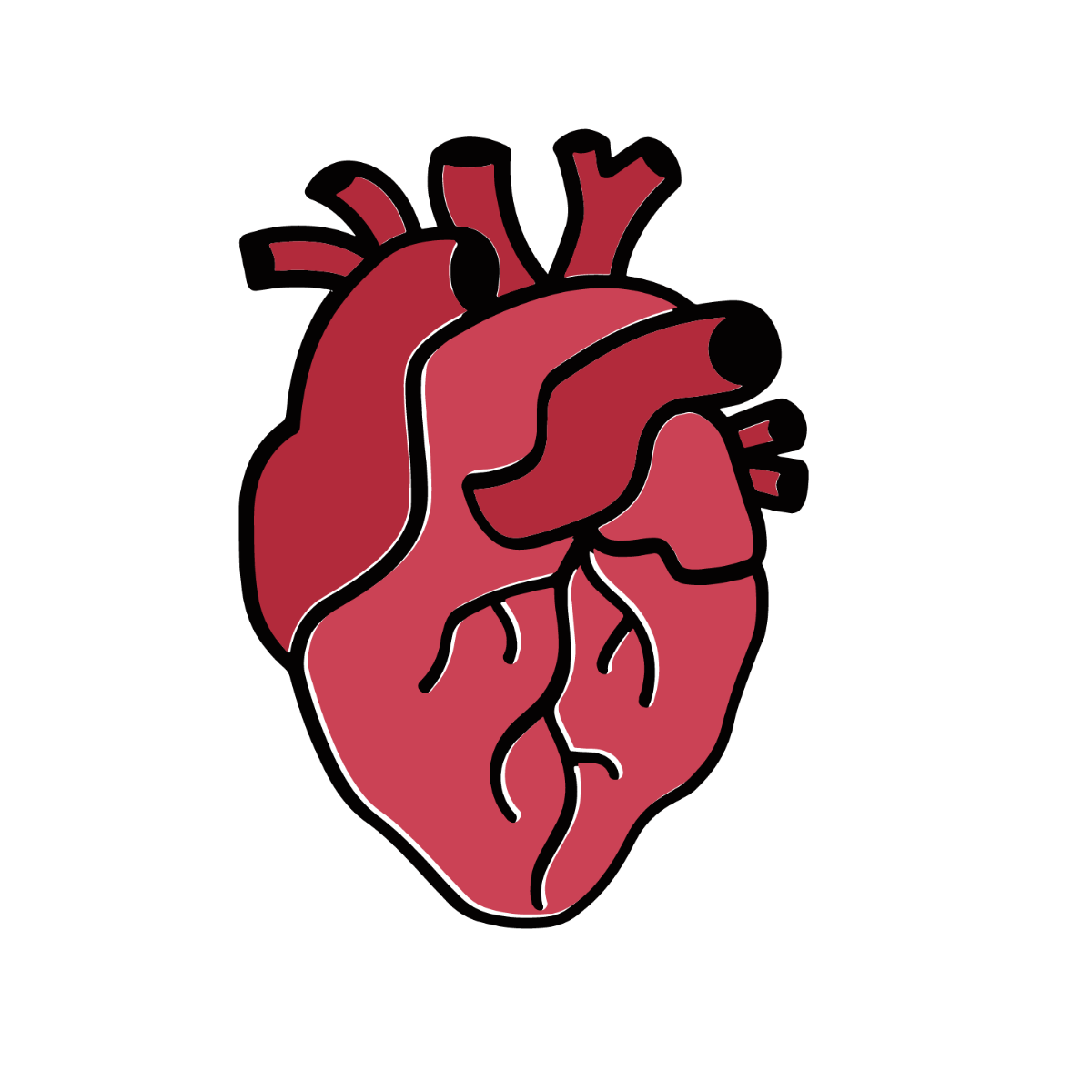 Real Human Heart Clipart