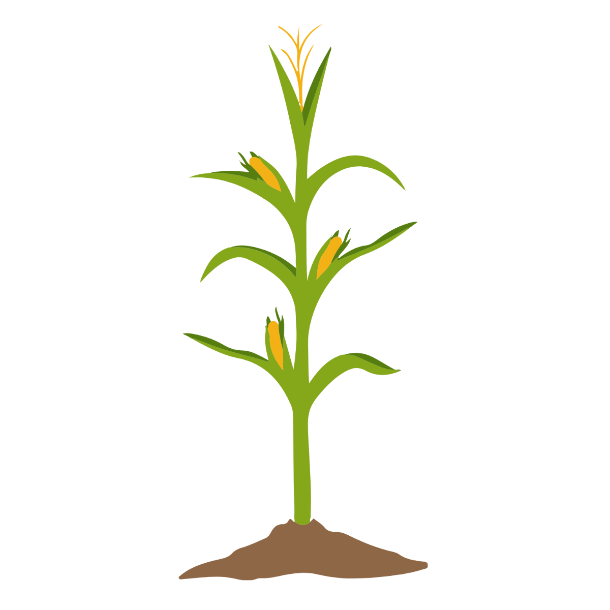 Free Corn Plant Vector Template