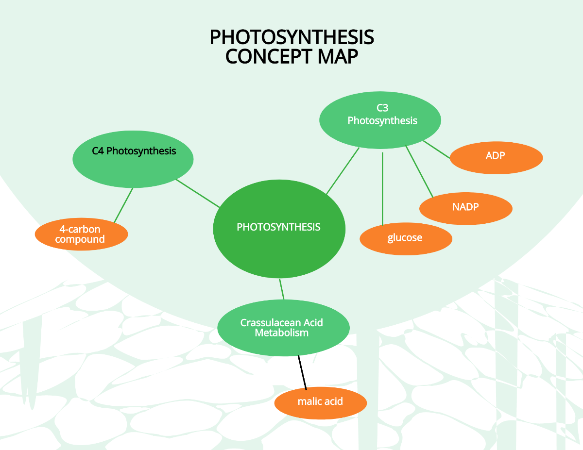 Free Photosynthesis Concept Map Template