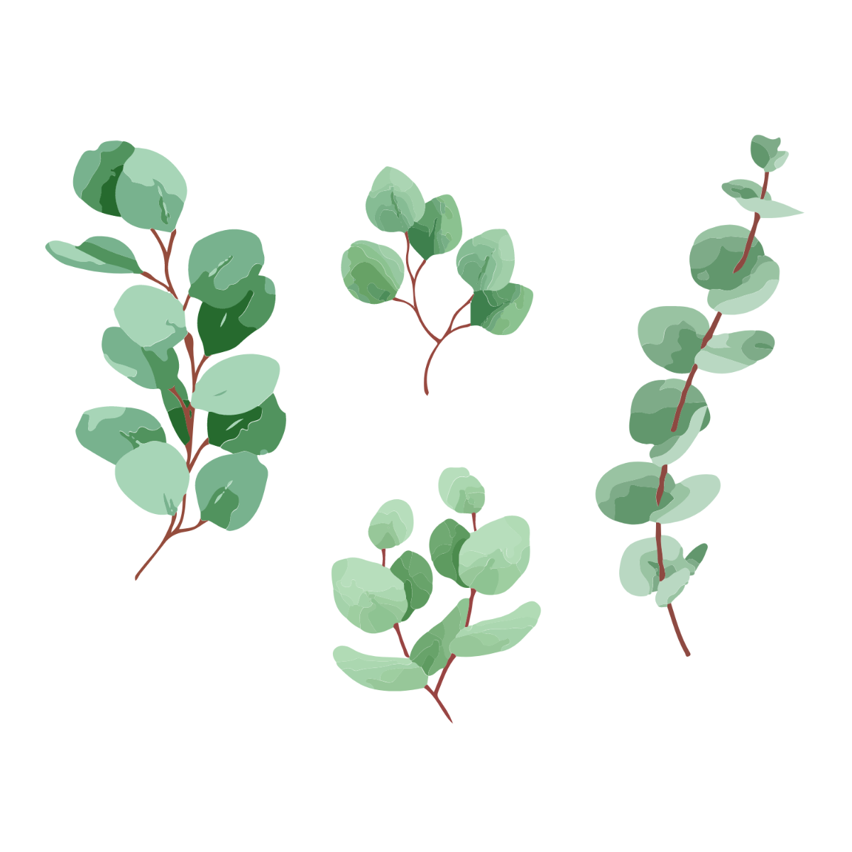 Eucalyptus Leaves Vector Template