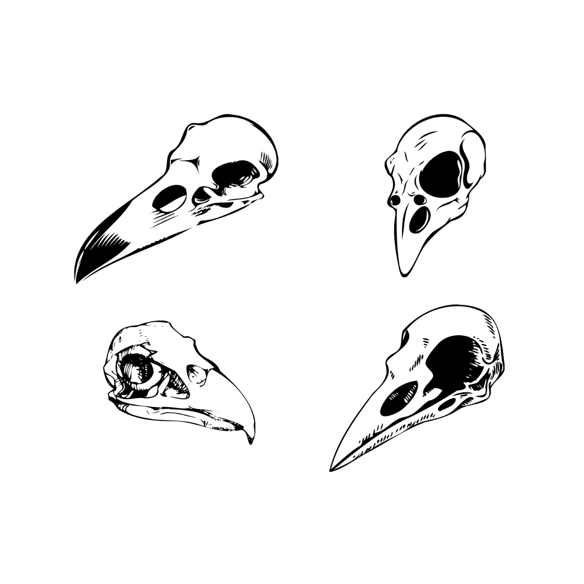 Bird Skull Vector