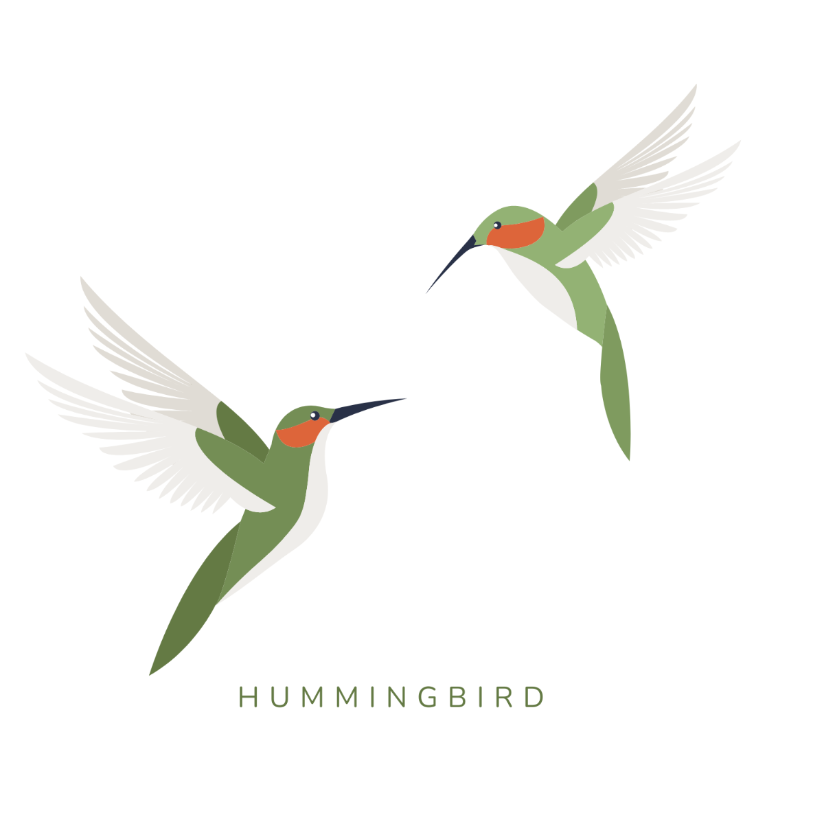 Hummingbird Vector Template