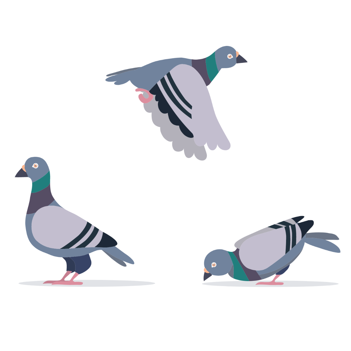 Free Pigeon Vector Template