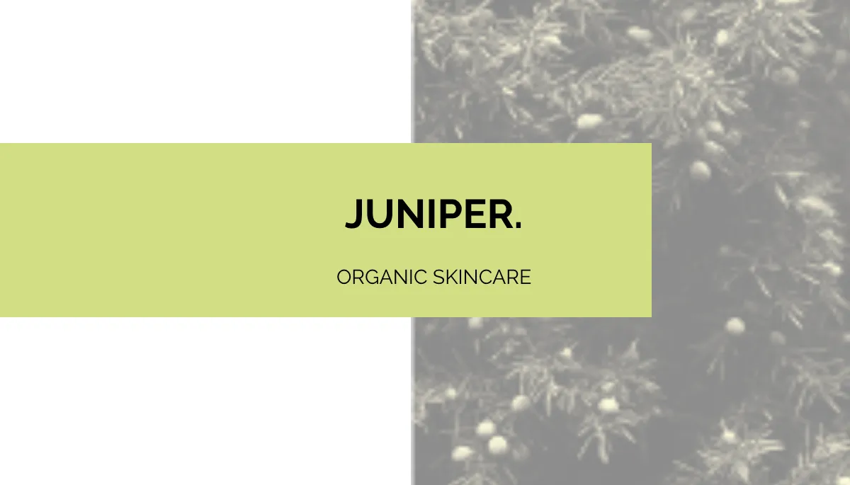 Free Juniper Business Card Template to Edit Online