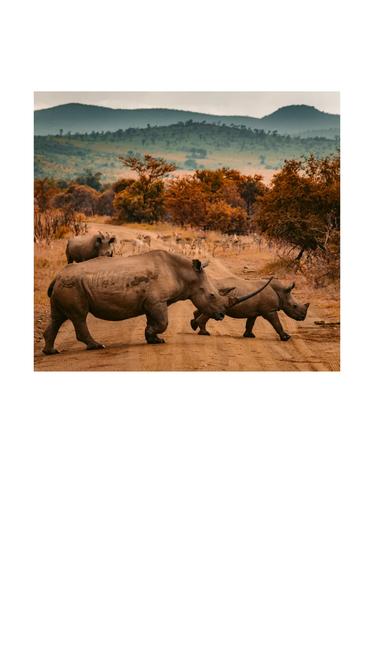 Free Photography Mobile Presentation Template to Edit Online