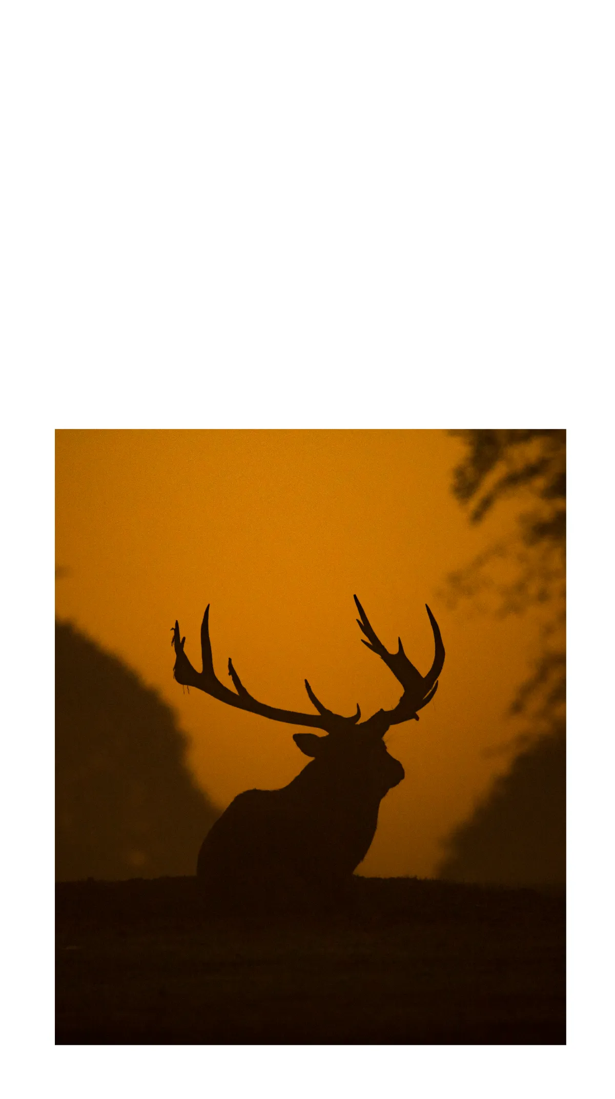 Free Photography Mobile Presentation Template to Edit Online