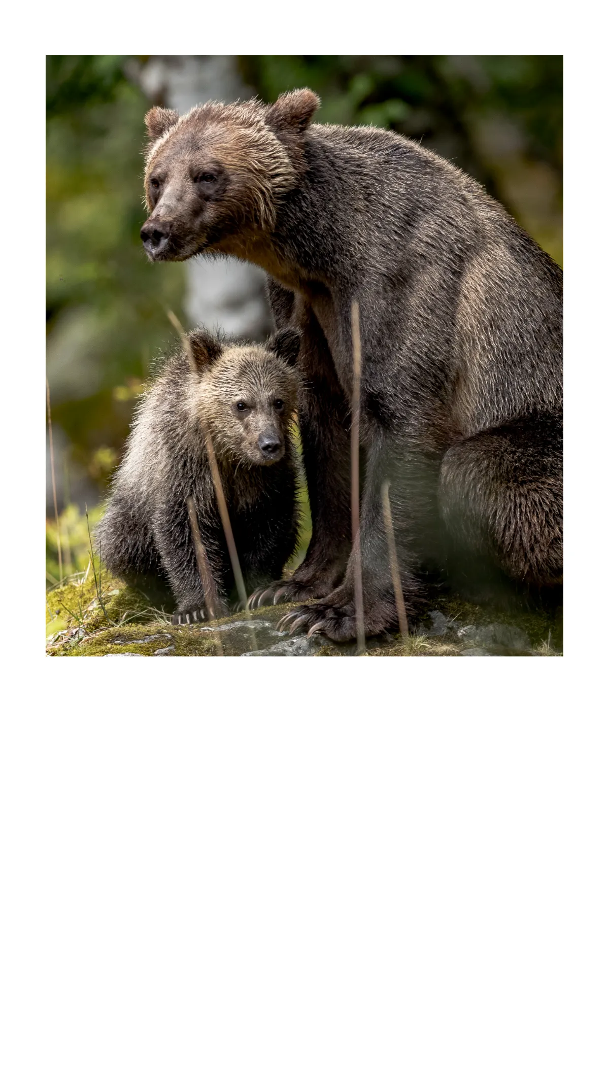 Free Photography Mobile Presentation Template to Edit Online