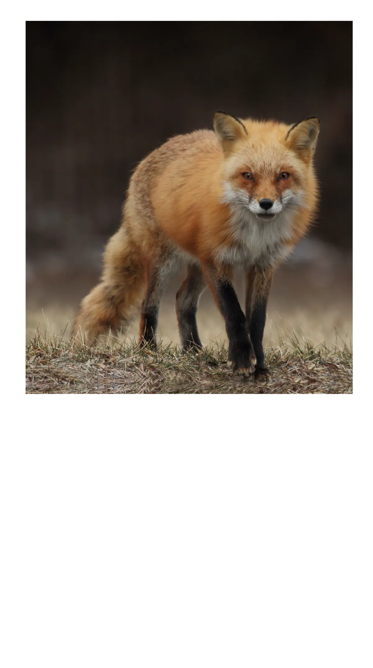 Free Photography Mobile Presentation Template to Edit Online