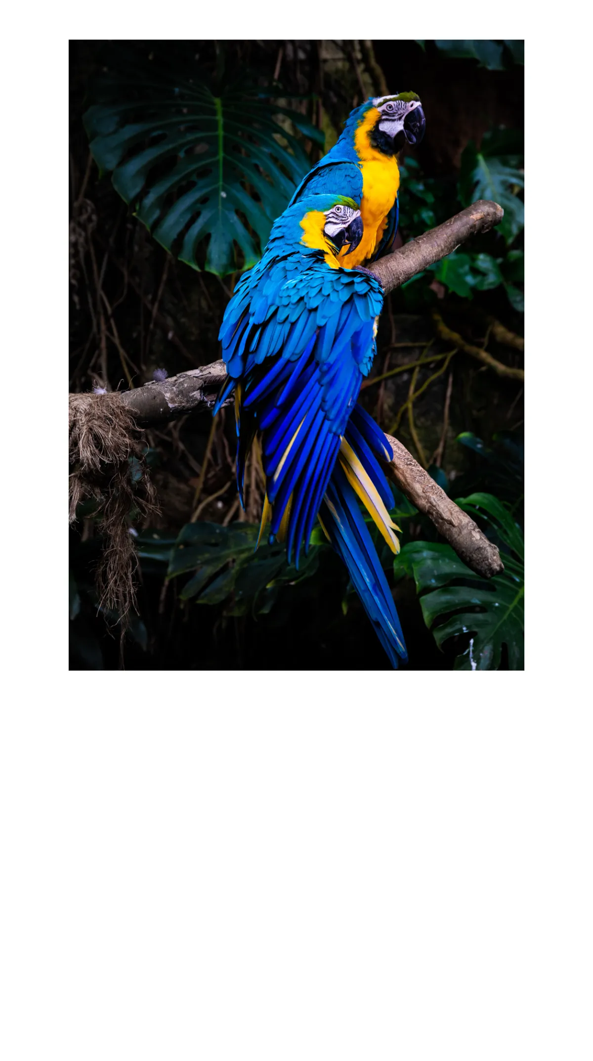 Free Photography Mobile Presentation Template to Edit Online