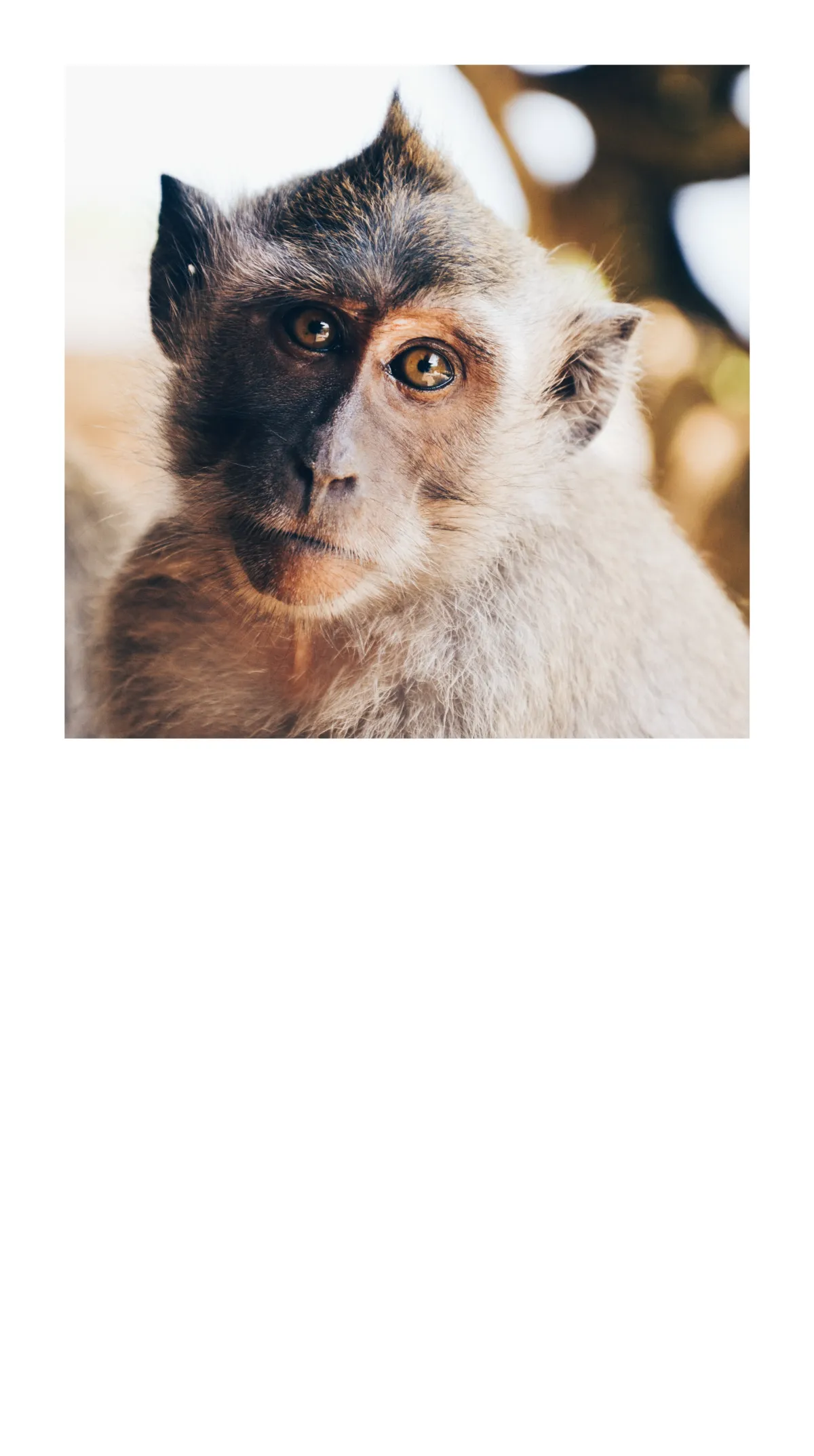 Free Photography Mobile Presentation Template to Edit Online