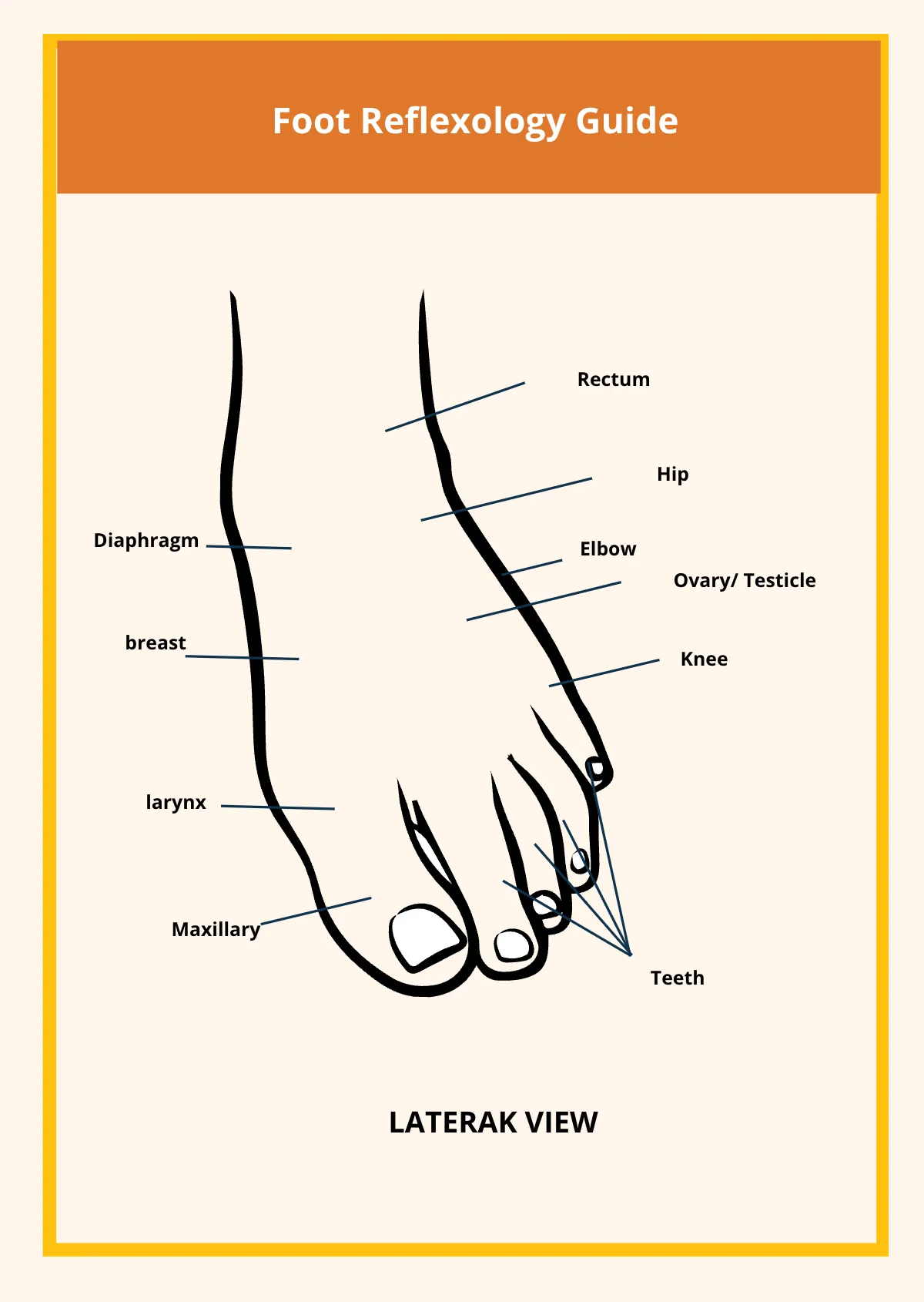 Free 2 Page Reflexology Chart Template to Edit Online