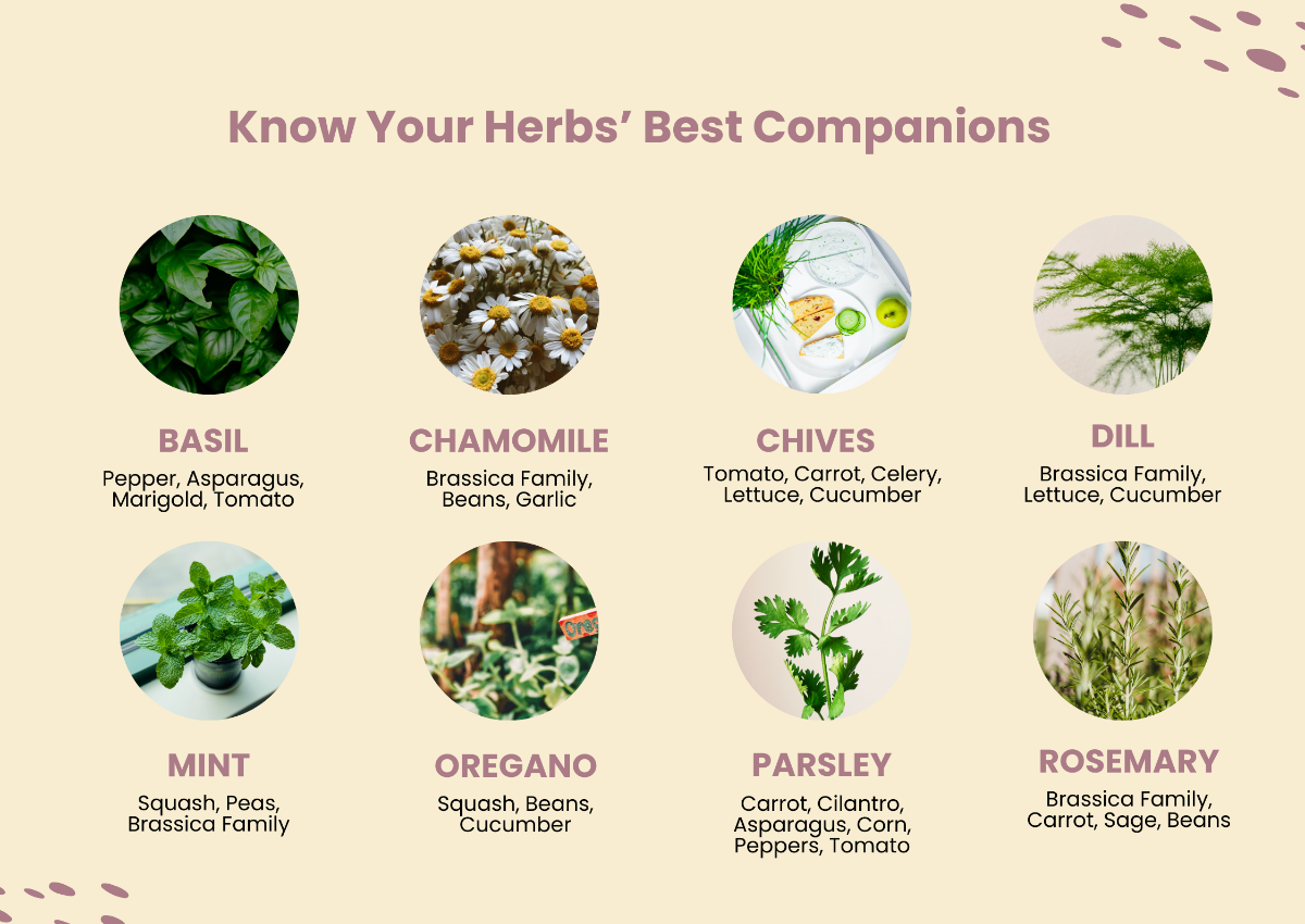 Herb Companion Planting Chart Template