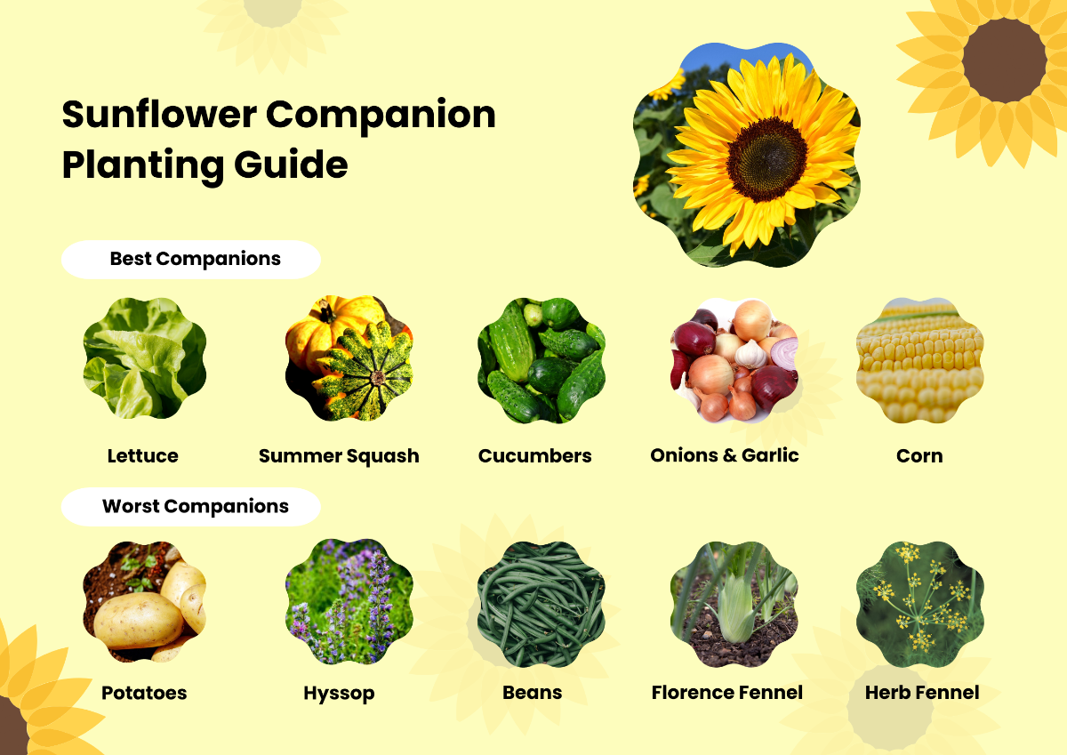 Sunflower Companion Planting Chart Template