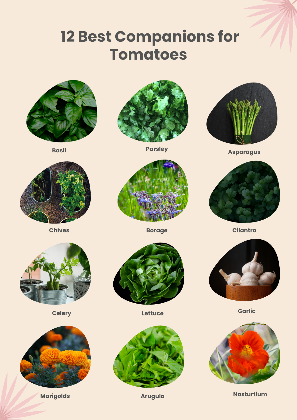 Tomatoes Companion Planting Chart Template