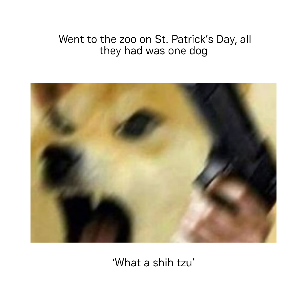 Free St Patrick's Day Dog Meme