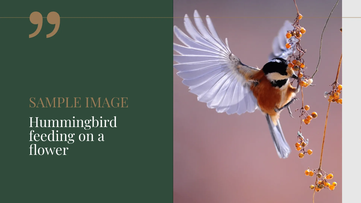 Free Photographer Portfolio Presentation Template to Edit Online