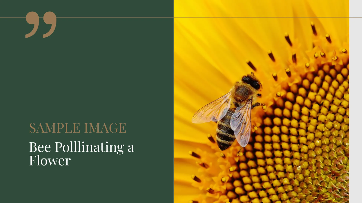 Free Photographer Portfolio Presentation Template to Edit Online