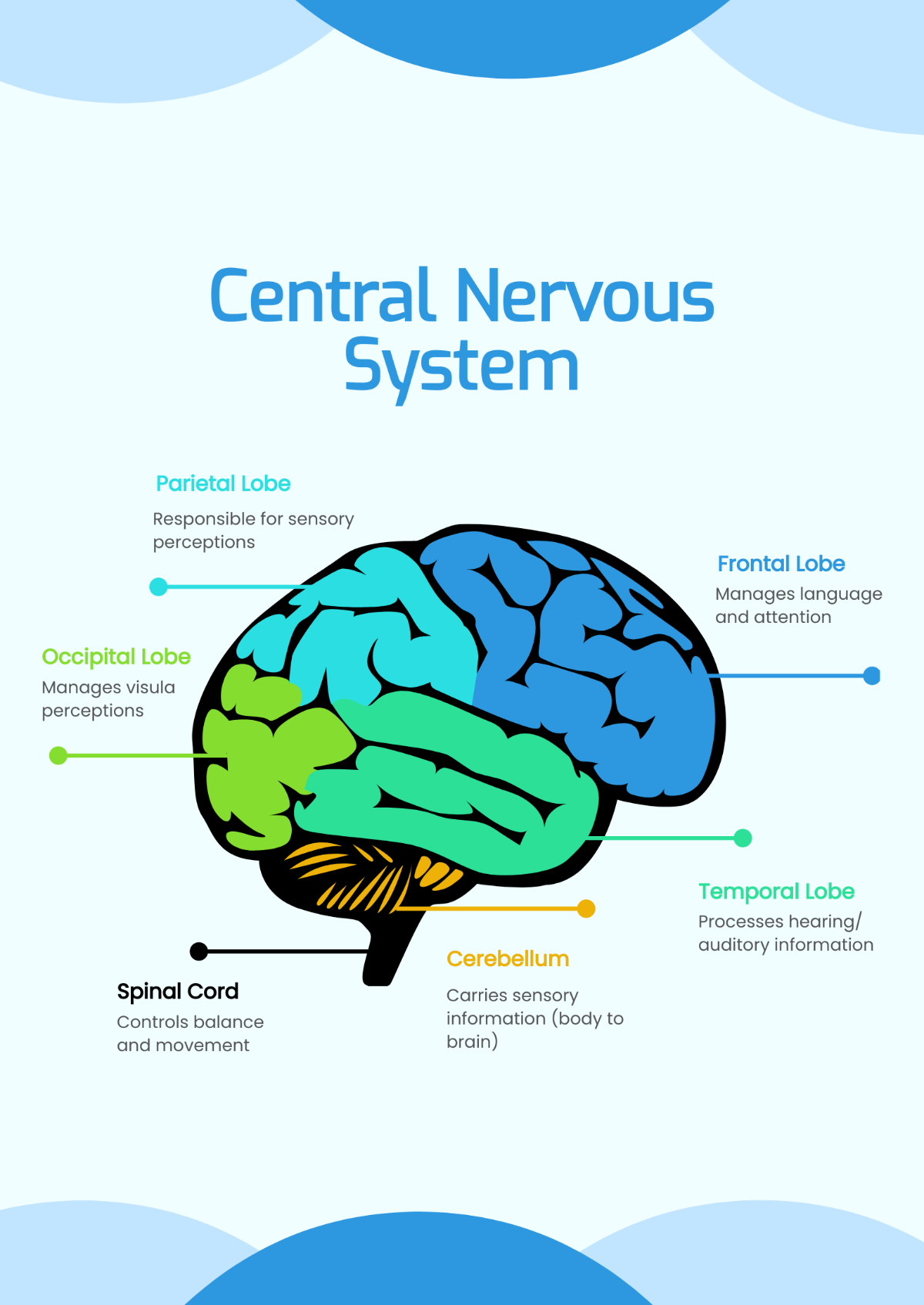 Central Nervous System Chart Template