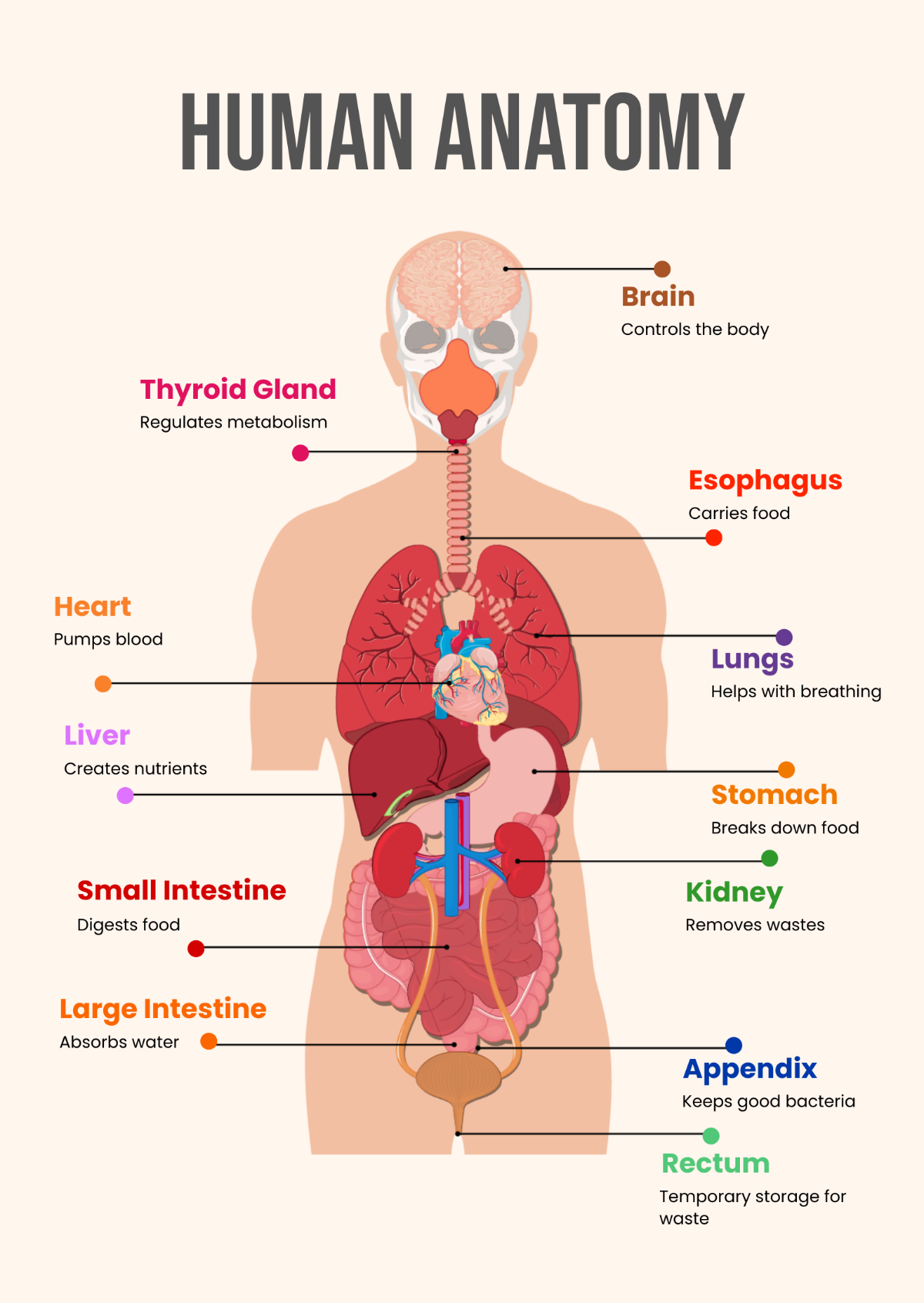 Free Anatomy Templates To Edit Online