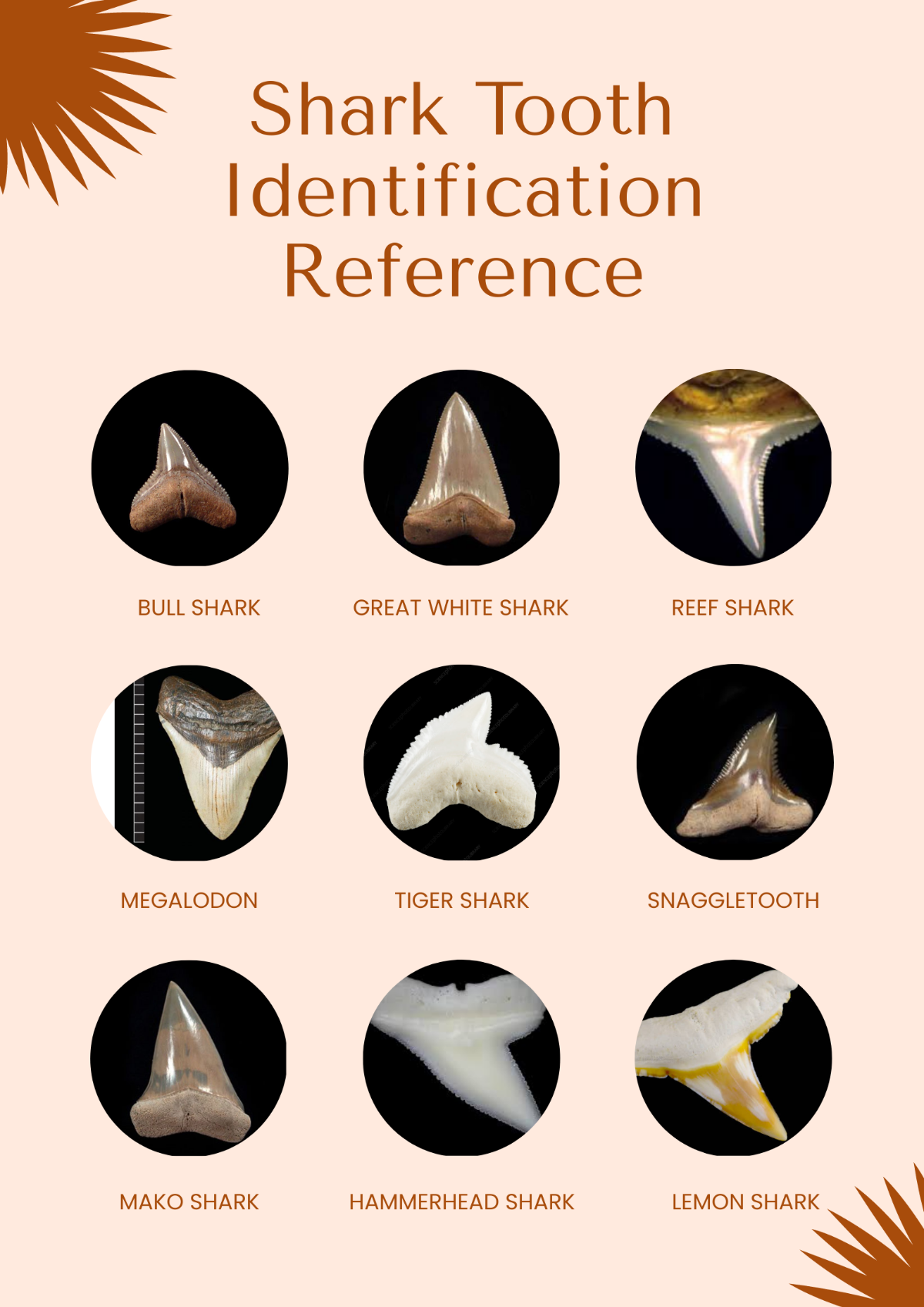 Shark Teeth Chart Template