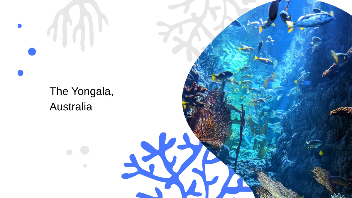 Free Diving Photographer Portfolio Presentation Template to Edit Online