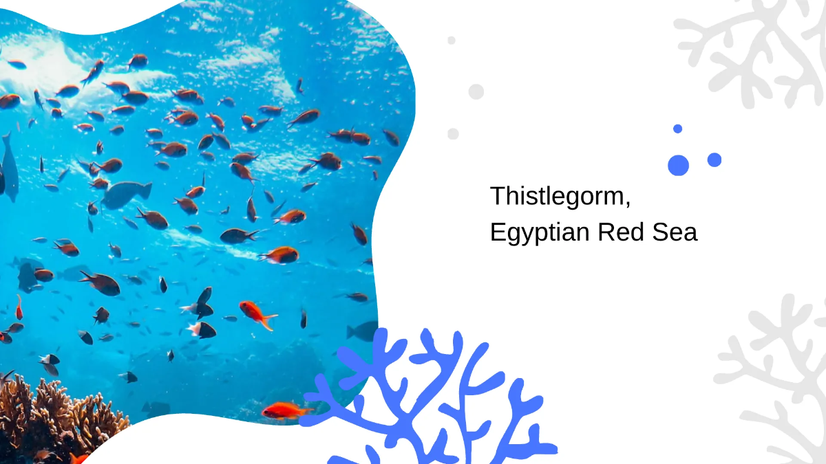 Free Diving Photographer Portfolio Presentation Template to Edit Online