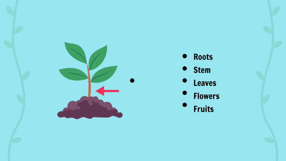 Free The Basic Parts of A Plant Template to Edit Online