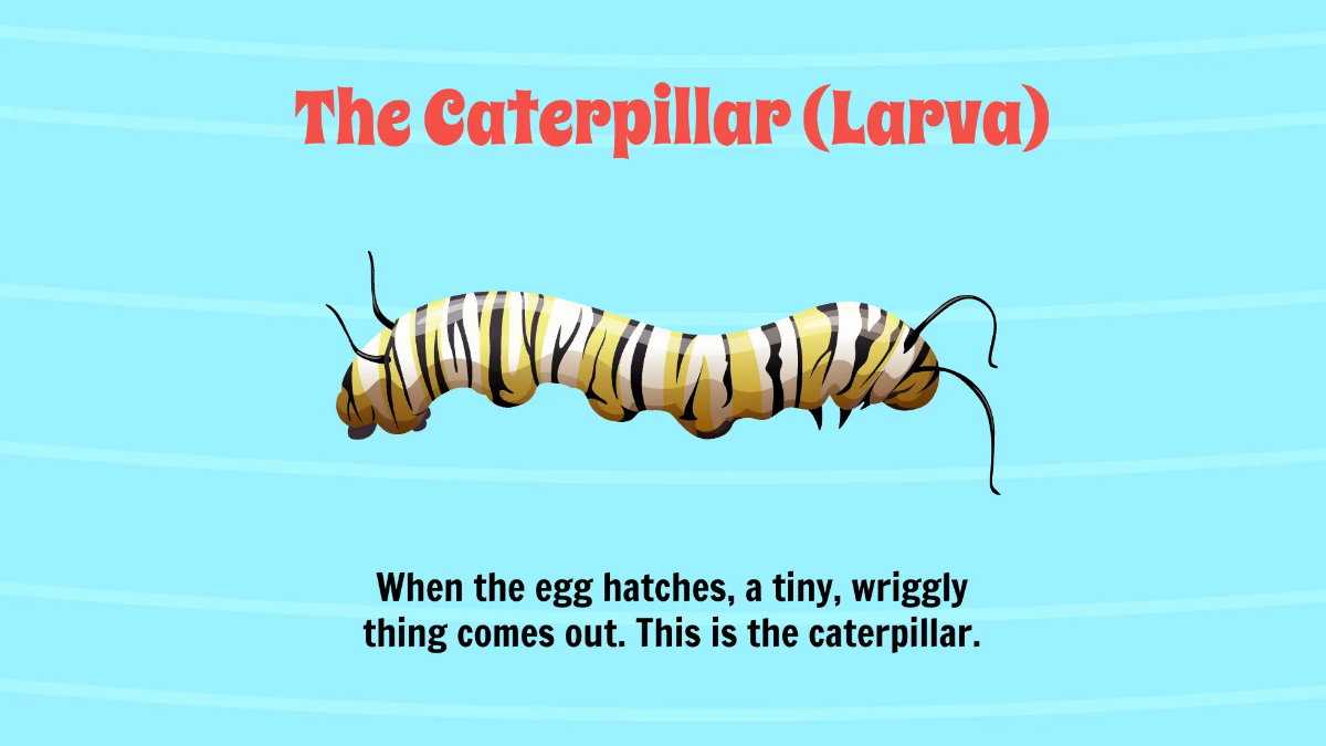 Free Life Cycle of A Butterfly Template to Edit Online