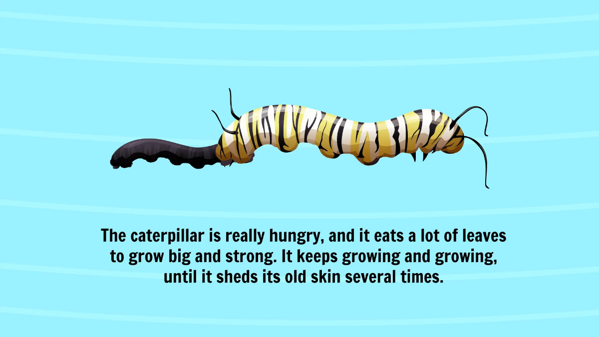 Free Life Cycle of A Butterfly Template to Edit Online
