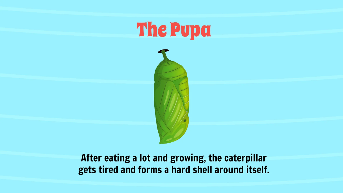 Free Life Cycle of A Butterfly Template to Edit Online
