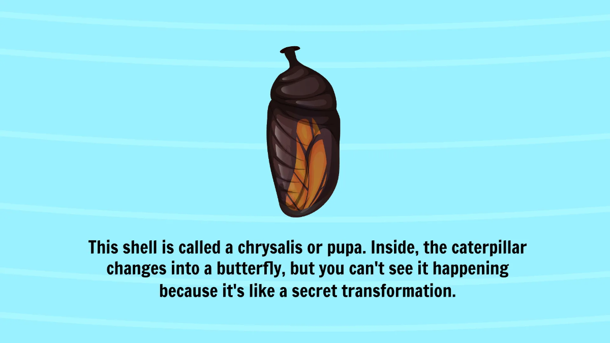 Free Life Cycle of A Butterfly Template to Edit Online